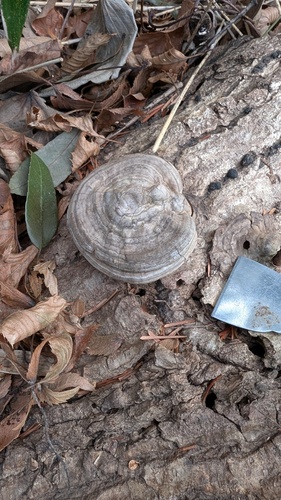 Ganoderma applanatum