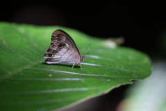 Euptychoides laccine
