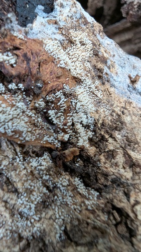 Henningsomyces candidus