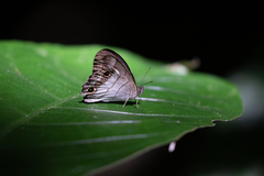 Euptychoides laccine