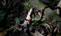 Erythrolamprus bizona
