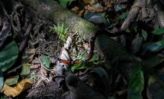 Erythrolamprus bizona
