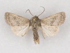 Protorthodes