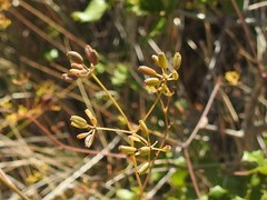 Bupleurum rigidum paniculatum