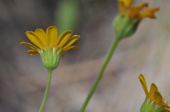 Arnica sororia