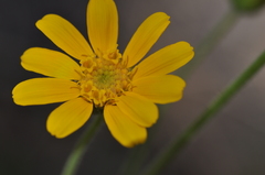 Arnica sororia