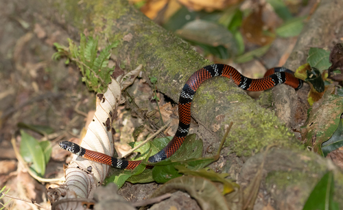 Photo of a Double-banded Coral Snake Mimic (Erythrolamprus bizona)