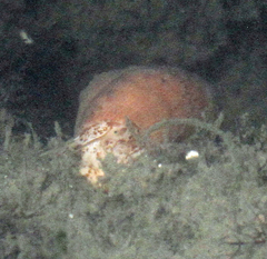 Calliostoma gloriosum