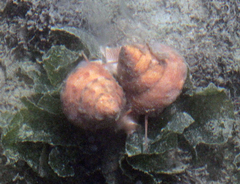 Calliostoma gloriosum