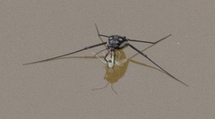 Trepobates pictus