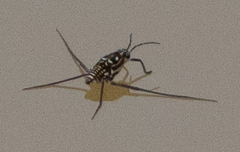 Trepobates pictus