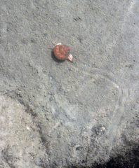 Calliostoma gloriosum