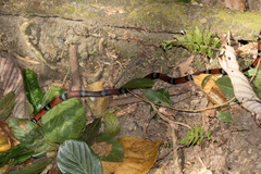 Erythrolamprus bizona
