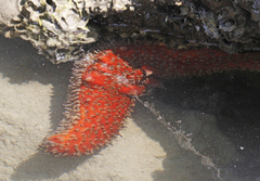 Apostichopus parvimensis