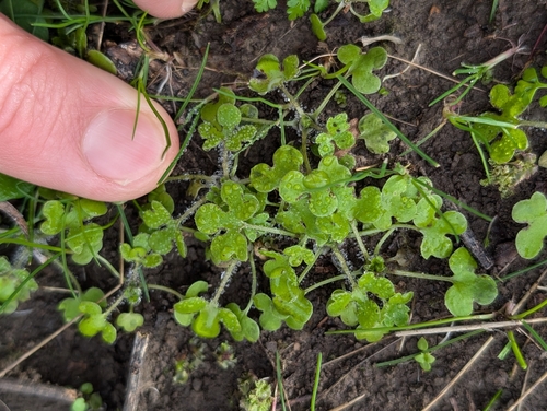 Image of Ranunculus hebecarpus by (c) Ken-ichi Ueda, some rights reserved (CC BY)