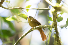 Anabacerthia striaticollis