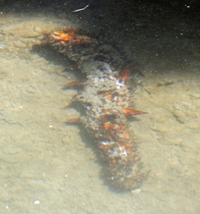 Apostichopus parvimensis