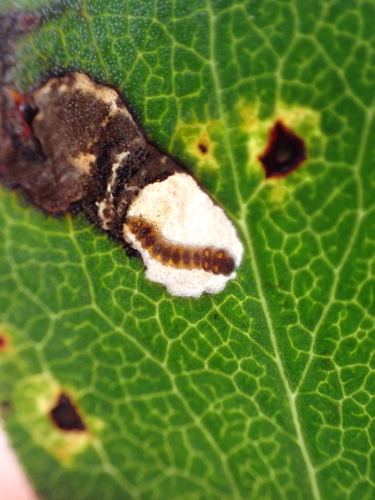 Coptodisca arbutiella photo 3