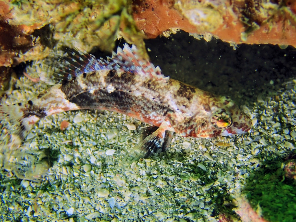 Pygmy sea bass (Serraniculus pumilio) — Serranidae