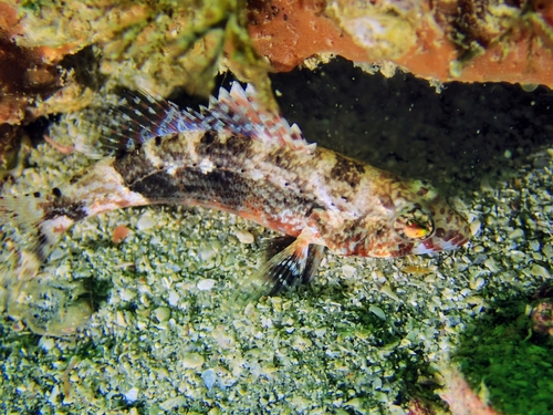 Pygmy sea bass (Serraniculus pumilio) — Serranidae