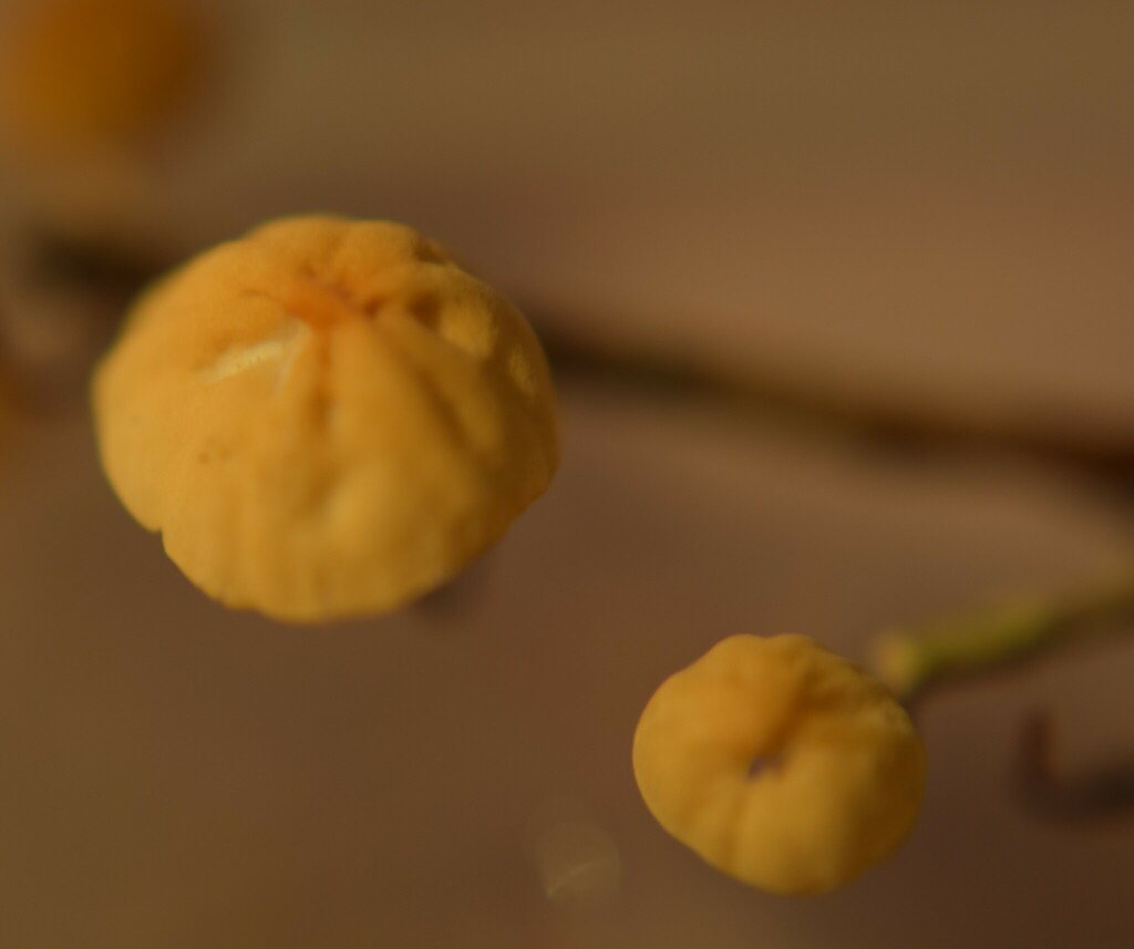 Marasmius croceus