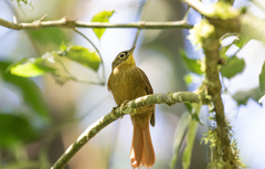 Anabacerthia striaticollis