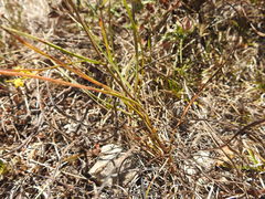 Bupleurum rigidum paniculatum