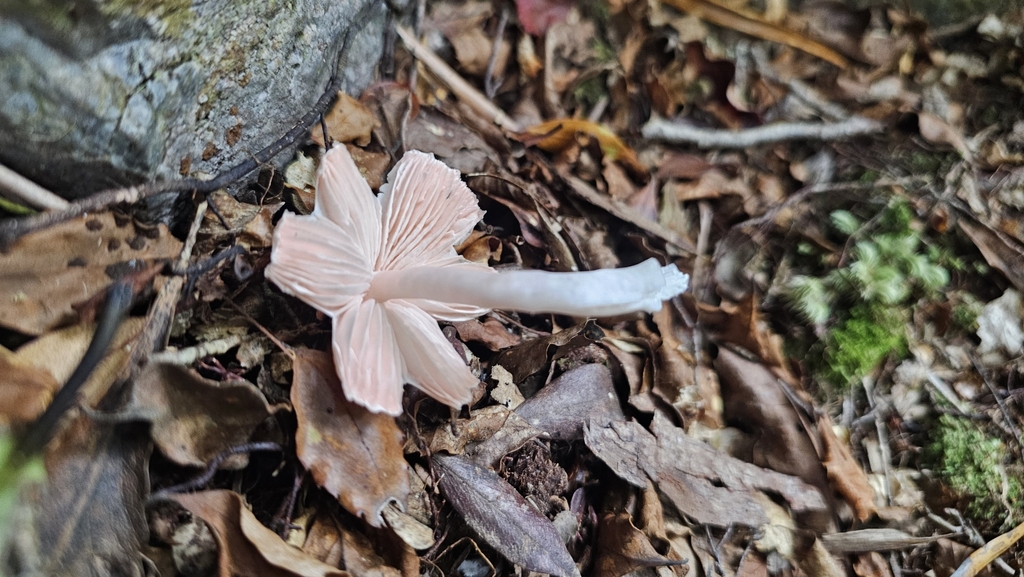 Humidicutis mavis · February 2025 · photo: © henryahh (iNaturalist, cc0)