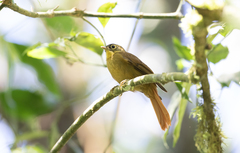 Anabacerthia striaticollis