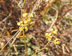 Bupleurum rigidum paniculatum