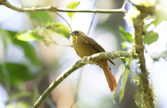 Anabacerthia striaticollis