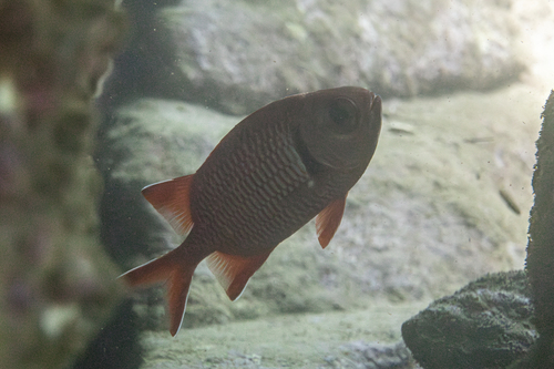 Photo of Blotcheye soldierfish (Myripristis murdjan)
