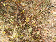 Bupleurum rigidum paniculatum