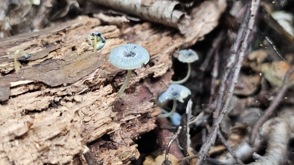 Mycena interrupta · February 2025 · photo: © henryahh (iNaturalist, cc0)