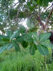 Anacardium