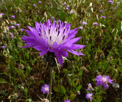 Centaurea crocodylium