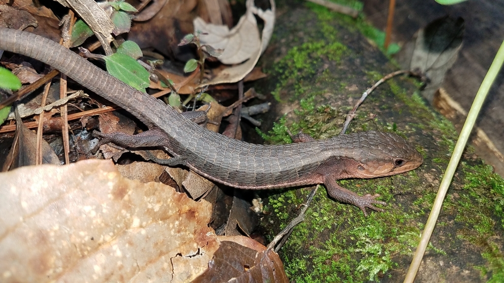 Rough-necked Alligator Lizard
