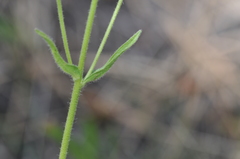Arnica sororia