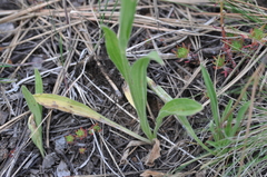 Arnica sororia