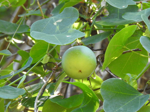 Passiflora elegans, photograph 4