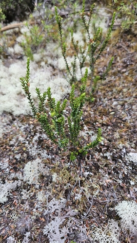 Image of Epacris pauciflora by no rights reserved