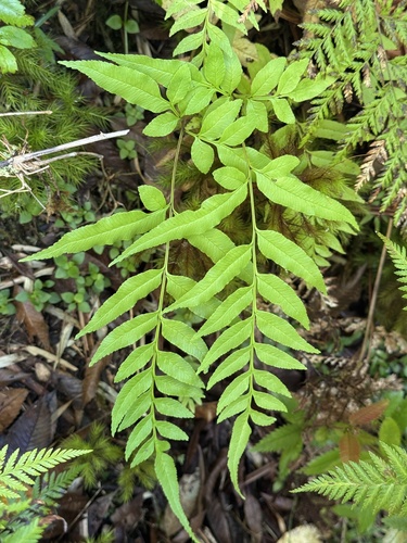 Pteris semiadnata observed 2025-02-08