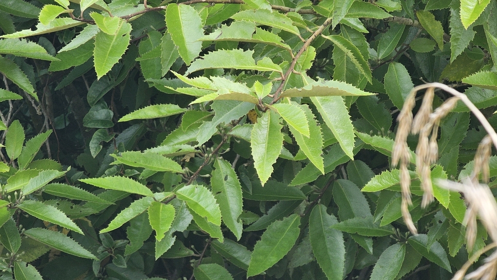 Hoheria ovata; photograph author not stated, no rights reserved