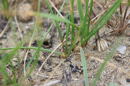 Image of Lachnagrostis littoralis by (c) Joe Dillon, some rights reserved (CC BY)