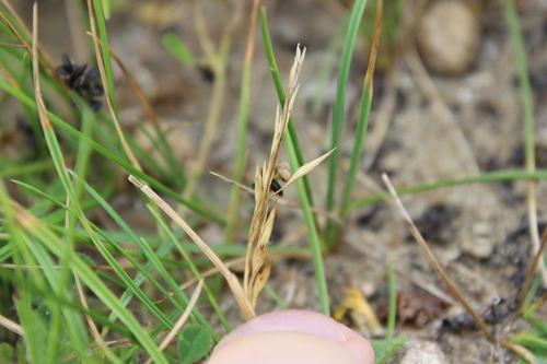 Image of Lachnagrostis littoralis by (c) Joe Dillon, some rights reserved (CC BY)