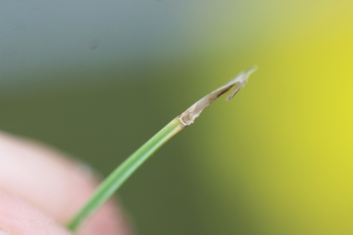 Image of Lachnagrostis littoralis by (c) Joe Dillon, some rights reserved (CC BY)