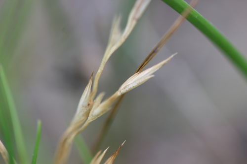 Image of Lachnagrostis littoralis by (c) Joe Dillon, some rights reserved (CC BY)