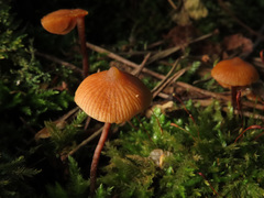 Galerina triscopa