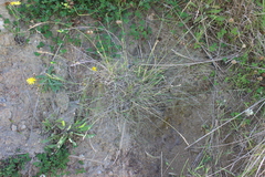King's Wheatgrass (Anthosachne kingiana)