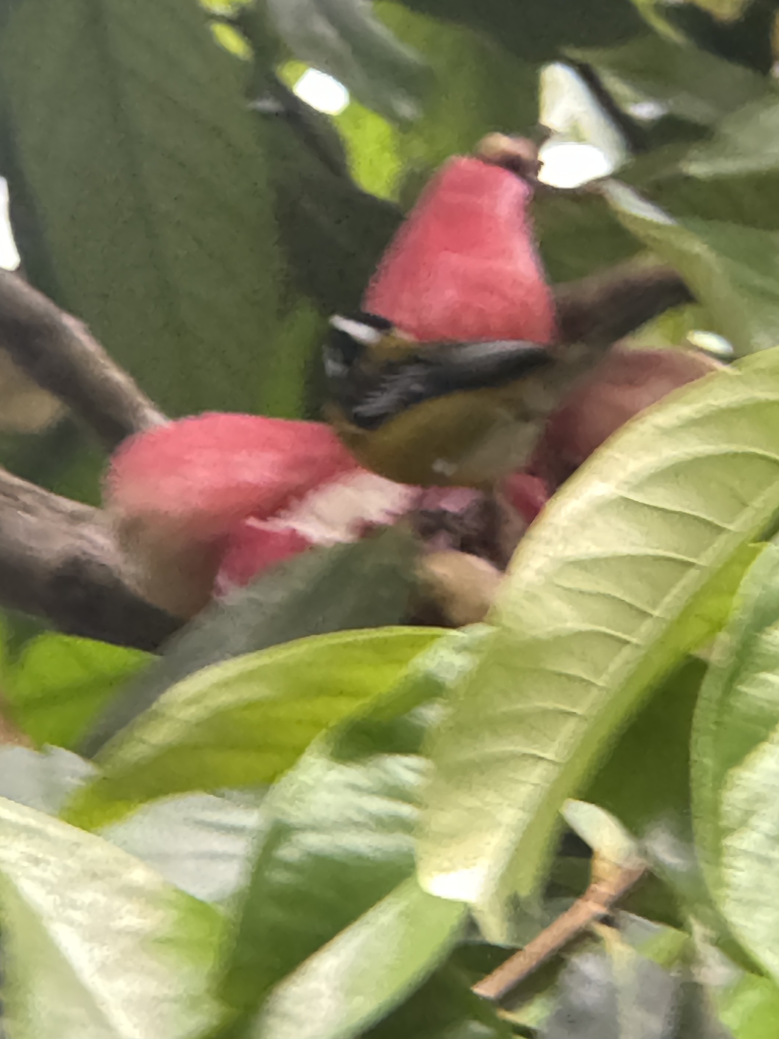Jamaican Spindalis (Spindalis nigricephala), photo 2